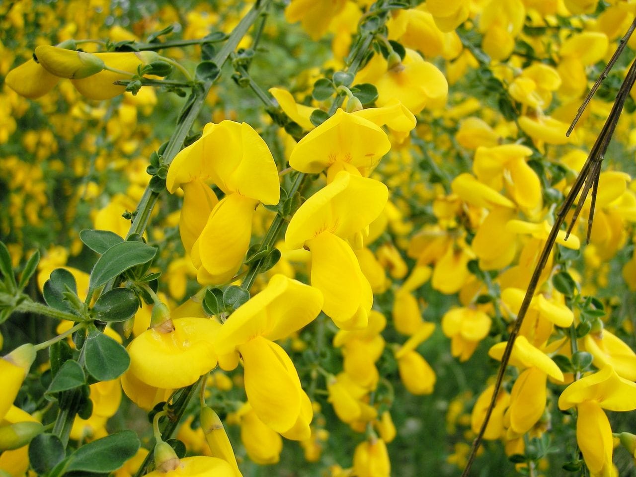 Sarothamnus scoparius